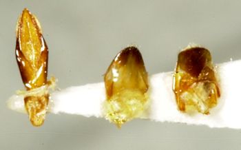 Media type: image;   Entomology 2707 Aspect: genitalia